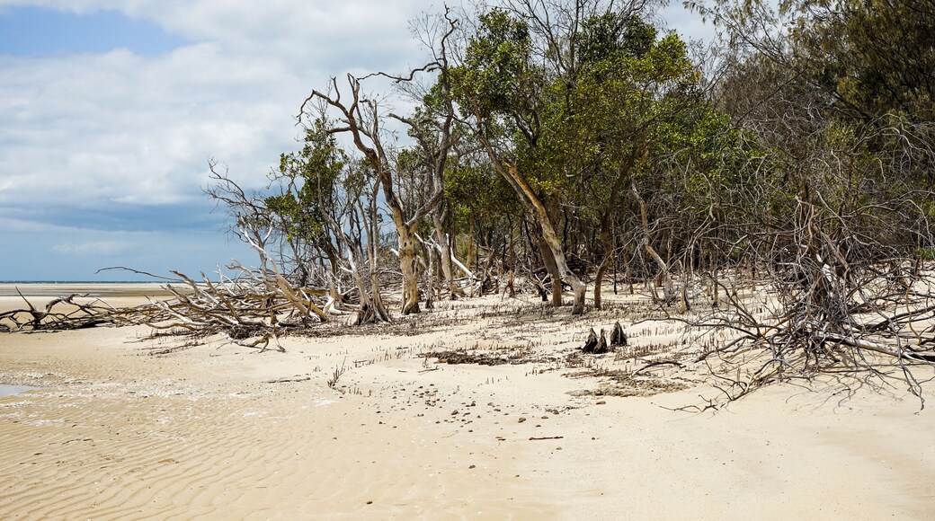 Dead trees on the sandy beach at high water mark, Woodgate, Queensland, Australia