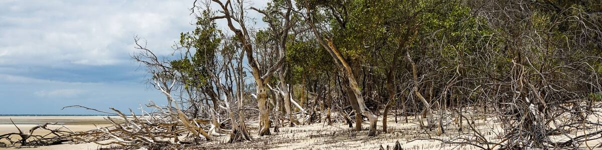 Dead trees on the sandy beach at high water mark, Woodgate, Queensland, Australia