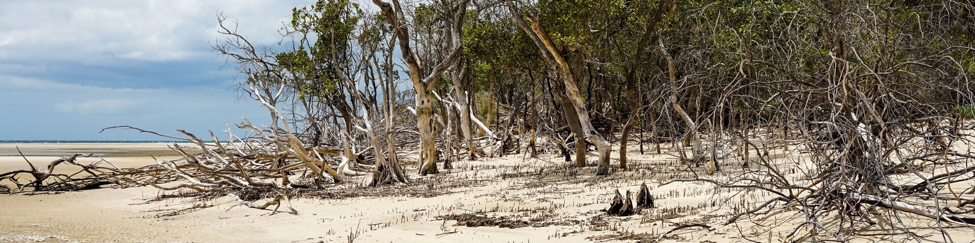 Dead trees on the sandy beach at high water mark, Woodgate, Queensland, Australia