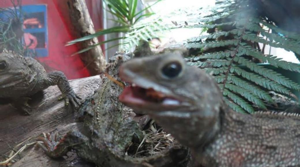 It's not just Kiwi's to be found at this cute little zoo, we made it there in time for Tuatara lunch! You'll find heaps of native NZ species and it's well worth a visit.
www.cheskiesgaplife.com