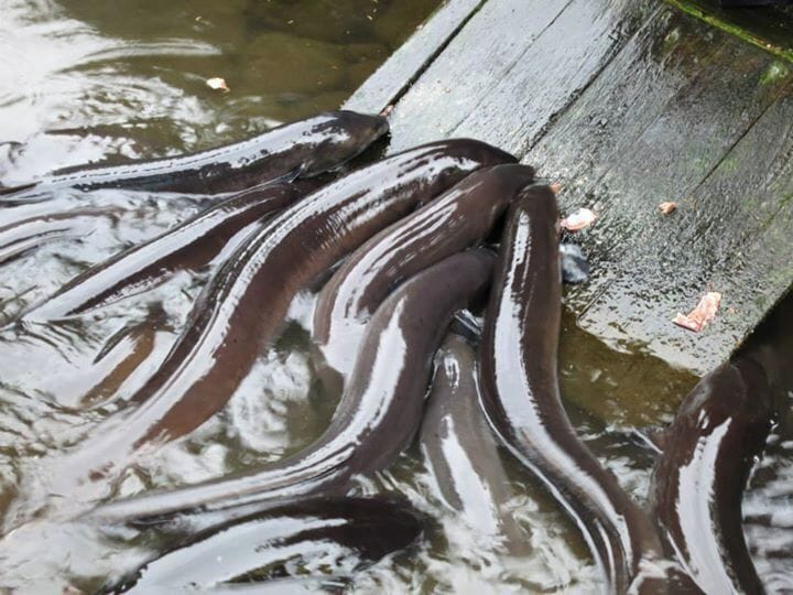 Feeding time in the eel enclosure was equal parts amazing and creepy! It looks like a totally empty pond until the food comes out...great entertainment for kids.

www.cheskiesgaplife.com