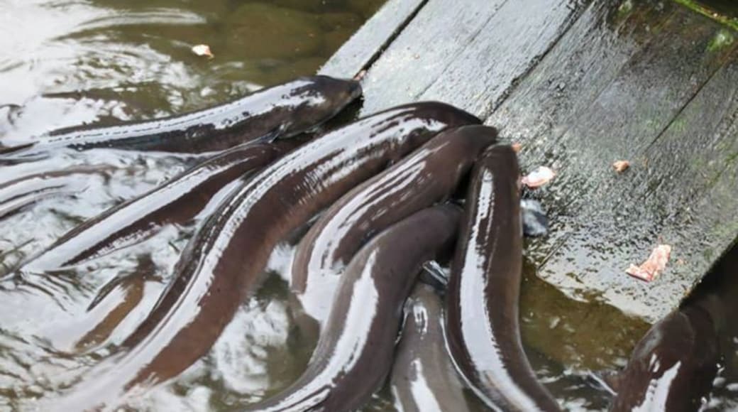 Feeding time in the eel enclosure was equal parts amazing and creepy! It looks like a totally empty pond until the food comes out...great entertainment for kids.
www.cheskiesgaplife.com