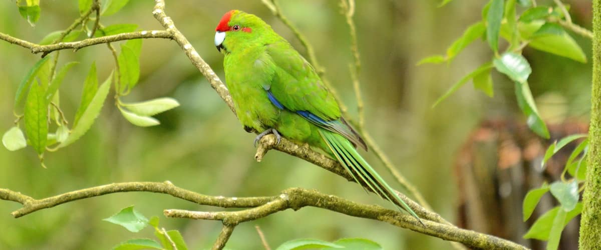 Red-crowned parakeet near Otorohanga, Waikato region, North Island, New Zealand