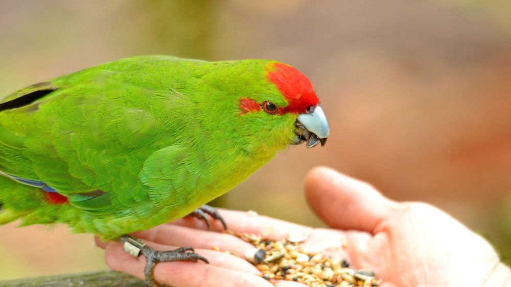 Red-crowned parakeet near Otorohanga, Waikato region, North Island, New Zealand