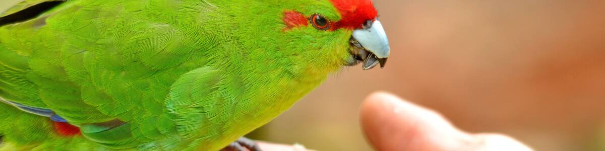 Red-crowned parakeet near Otorohanga, Waikato region, North Island, New Zealand