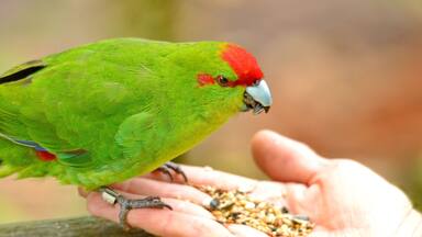 Red-crowned parakeet near Otorohanga, Waikato region, North Island, New Zealand