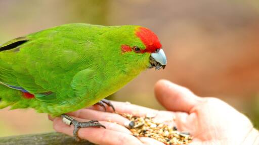 Red-crowned parakeet near Otorohanga, Waikato region, North Island, New Zealand