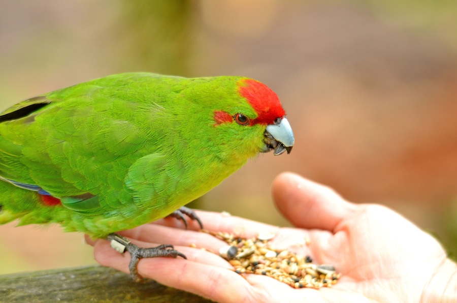 Red-crowned parakeet near Otorohanga, Waikato region, North Island, New Zealand