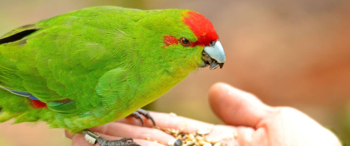 Red-crowned parakeet near Otorohanga, Waikato region, North Island, New Zealand