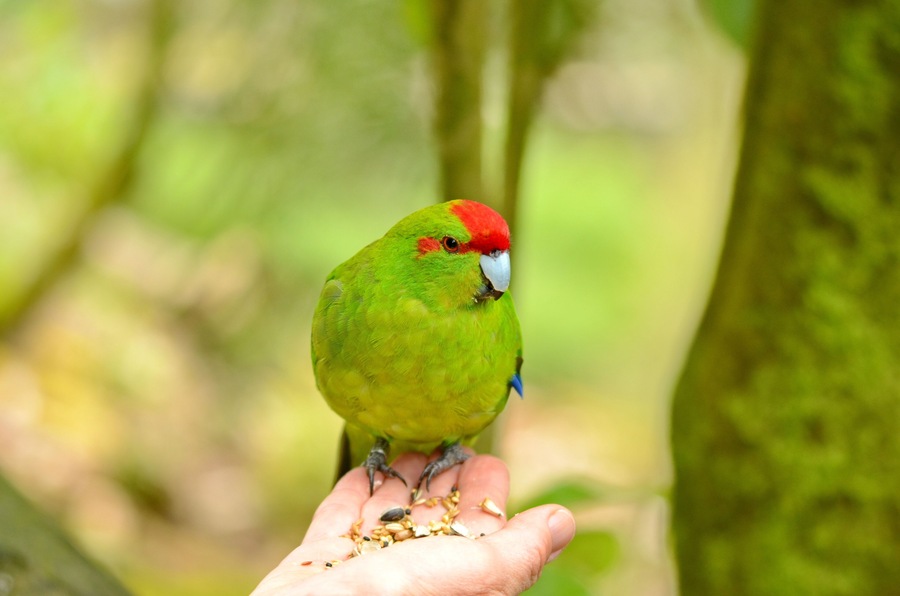Red-crowned parakeet near Otorohanga, Waikato region, North Island, New Zealand