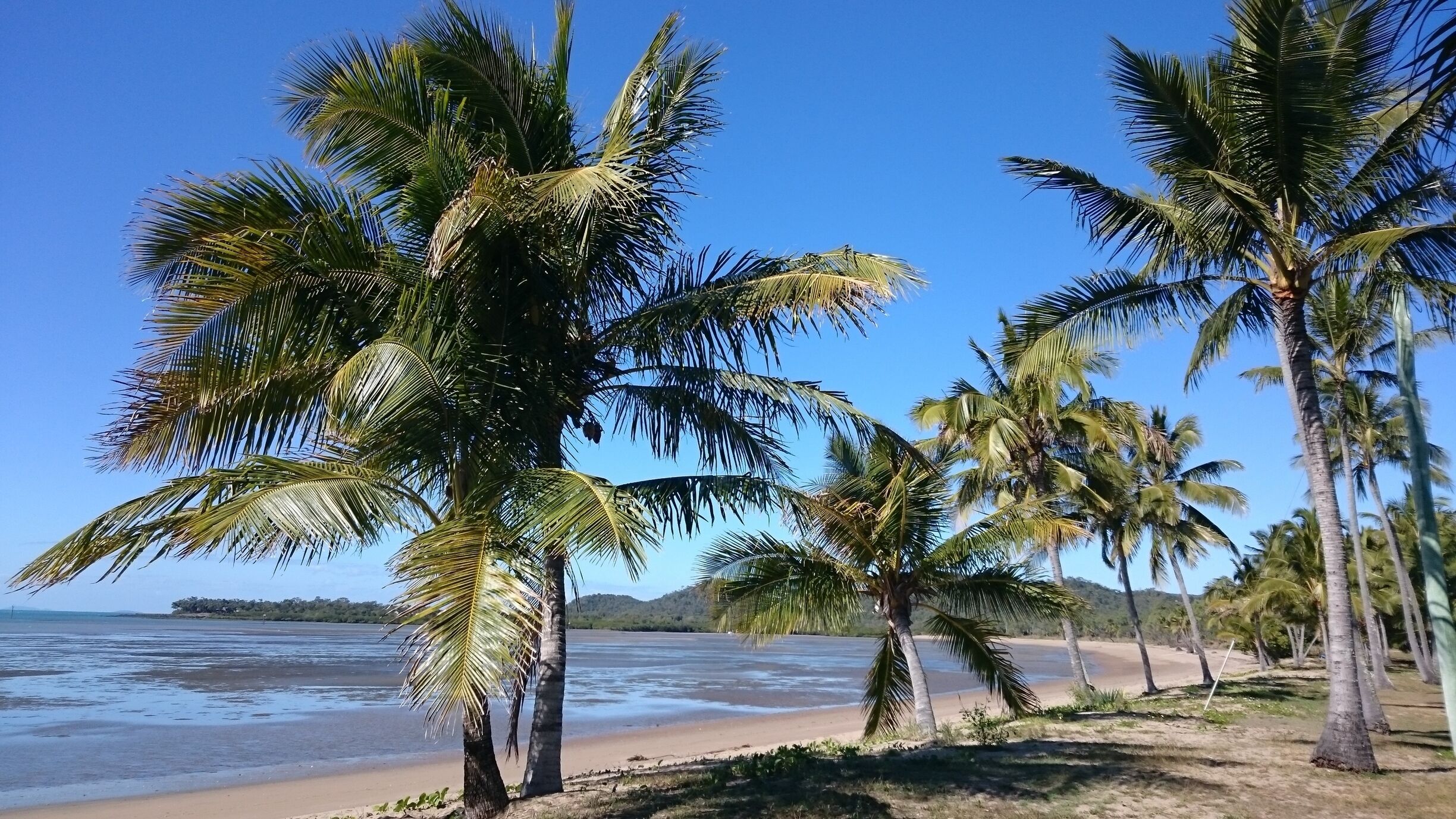 A beach with palm trees and a clear blue sky.