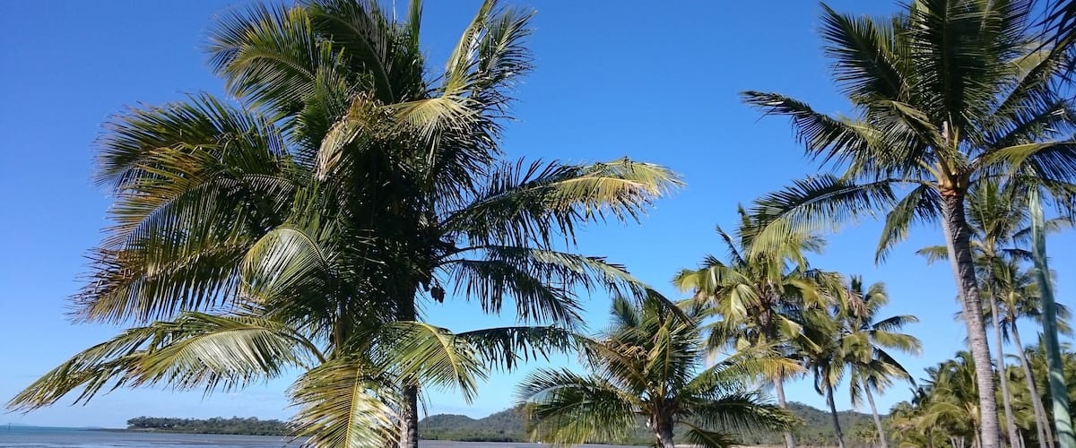 A beach with palm trees and a clear blue sky.