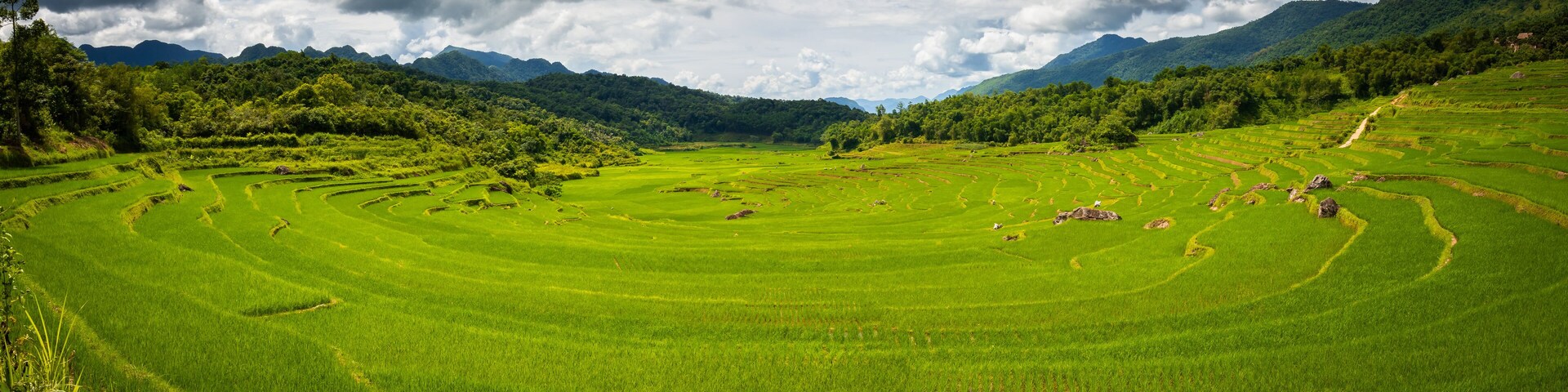 Terraced rice fields, lush greenery, and mountains in the background.