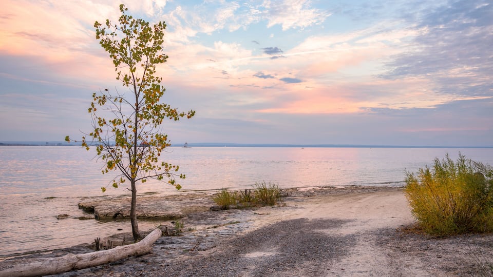 A tree-lined beach with a calm sea and a clear sky.