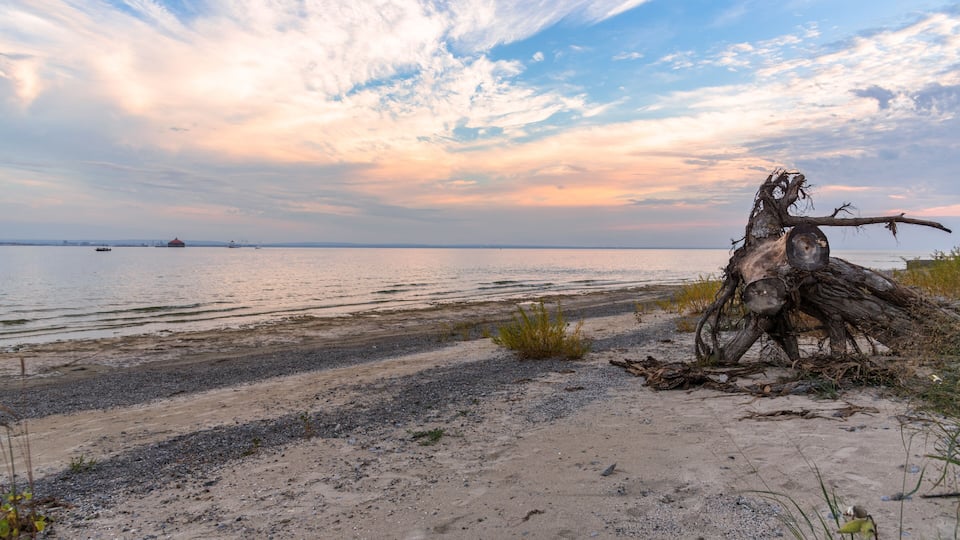 A coastal landscape with a prominent fallen tree trunk, a sandy beach, and calm water with distant boats.