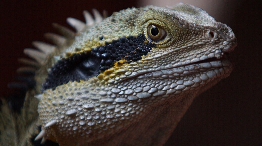 Eastern Water Dragons are fairly common in SE Queensland and can be found sunning themselves by local rivers and creeks, or in this case, in the beautiful gardens of the Spirit House in Yandina. The Thai food here is soooo delcious! They also take cooking classes if you are keen to learn the house secrets. It is about an hour and a half drive north of Brisbane in the Sunshine Coast Hinterland.
http://www.spirithouse.com.au/