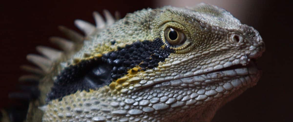 Eastern Water Dragons are fairly common in SE Queensland and can be found sunning themselves by local rivers and creeks, or in this case, in the beautiful gardens of the Spirit House in Yandina.  The Thai food here is soooo delcious!  They also take cooking classes if you are keen to learn the house secrets.  It is about an hour and a half drive north of Brisbane in the Sunshine Coast Hinterland.
http://www.spirithouse.com.au/