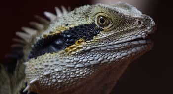 Eastern Water Dragons are fairly common in SE Queensland and can be found sunning themselves by local rivers and creeks, or in this case, in the beautiful gardens of the Spirit House in Yandina. The Thai food here is soooo delcious! They also take cooking classes if you are keen to learn the house secrets. It is about an hour and a half drive north of Brisbane in the Sunshine Coast Hinterland.
http://www.spirithouse.com.au/