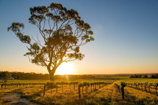 Beautiful sunset over Barossa Valley; Shutterstock ID 161133035
