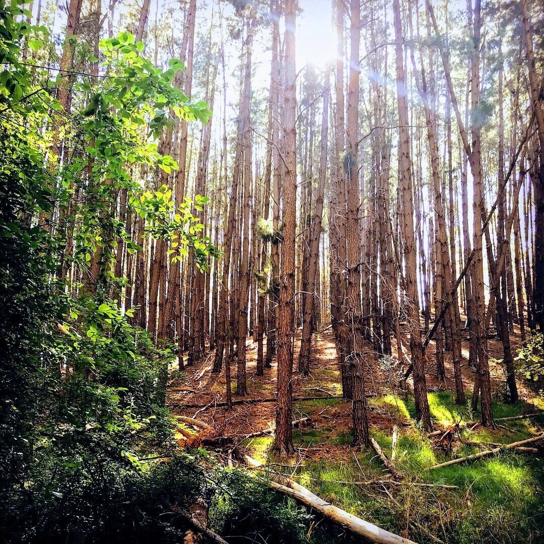 Kuitpo Forest, Adelaide South Australia 