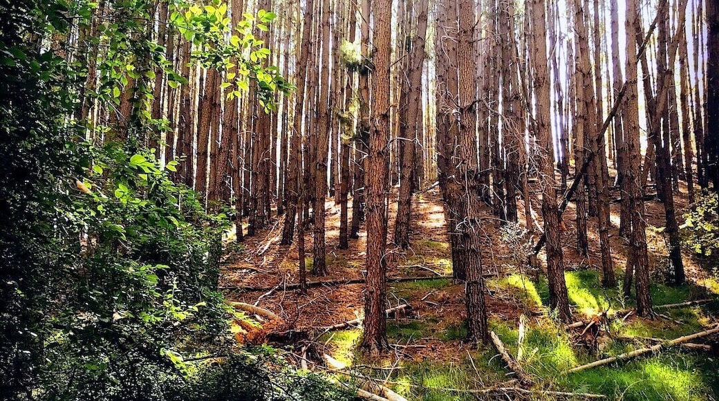 Kuitpo Forest, Adelaide South Australia