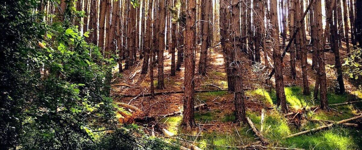 Kuitpo Forest, Adelaide South Australia