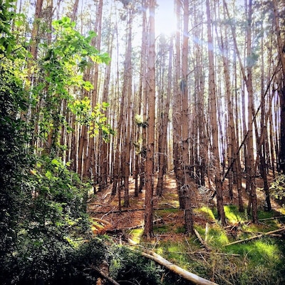 Kuitpo Forest, Adelaide South Australia