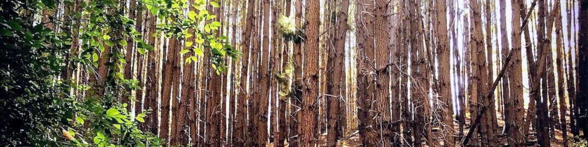 Kuitpo Forest, Adelaide South Australia