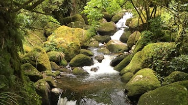 Hike thru the mossy forest to see the falls
#green