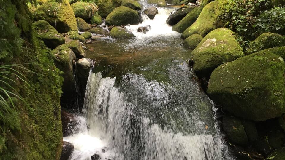 A small waterfall surrounded by moss-covered rocks and lush greenery.