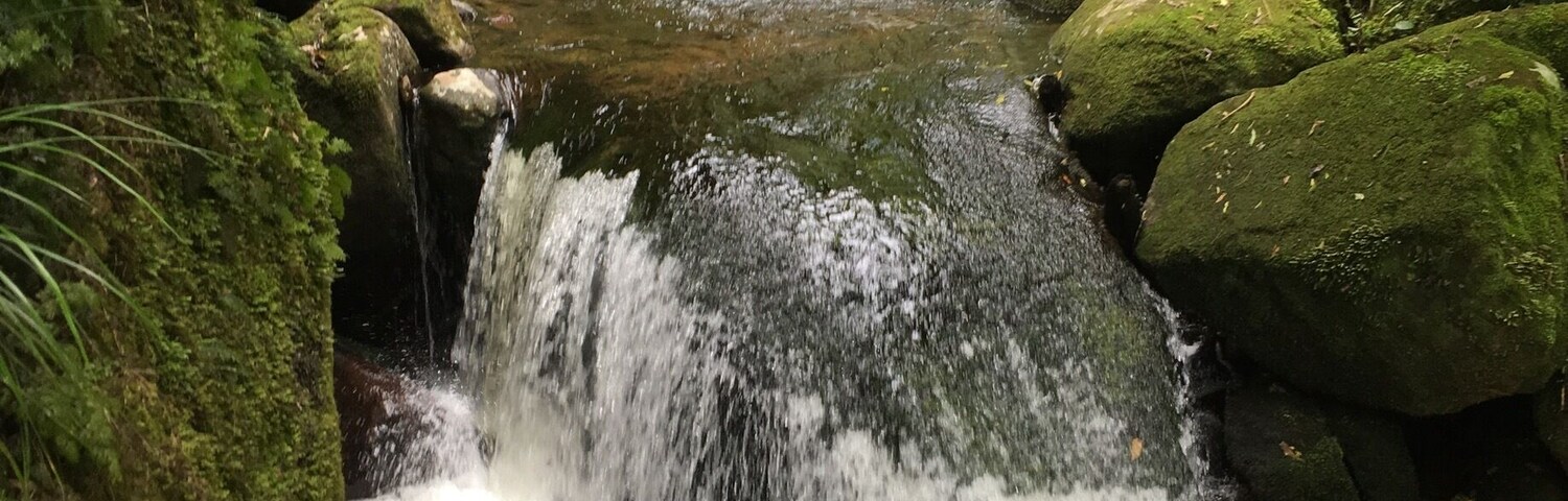 A small waterfall surrounded by moss-covered rocks and lush greenery.