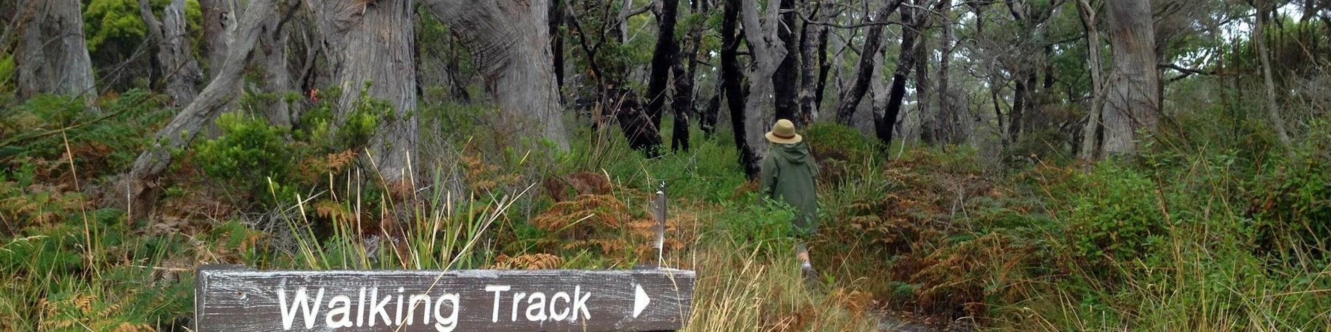 A walking track sign in a forested area with tall trees and dense underbrush.