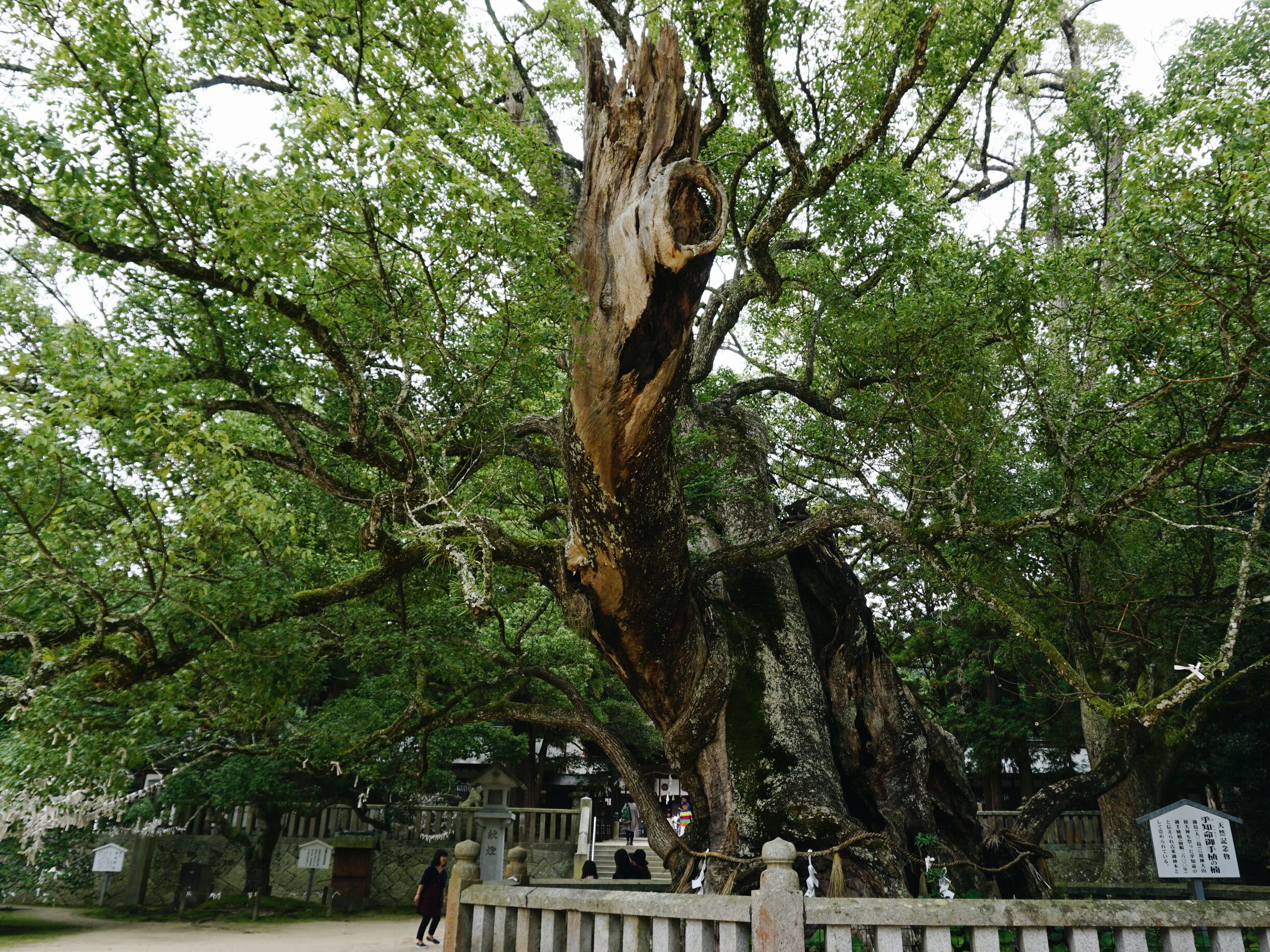 This large camphor tree is located inside the grounds of Oyamazumi Shrine.

It's said to be over 2,600 years old and has survived various natural effects such as fires, floods and even several lightning bolts. For that reason, many believe that this tree will bring you luck for a long life.

Location: On Omishima island in the Seto Inland Sea between Hiroshima prefecture and Ehime Prefecture. Accessible by car or local bus from Imabari city (or the other Hiroshima side) on the Shimanami Kaido Highway.

#green