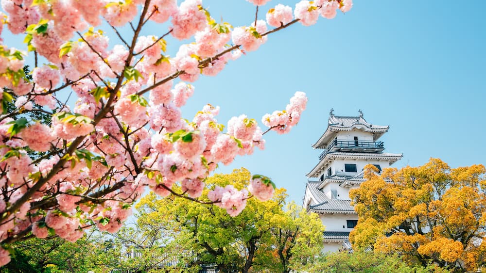 Les fleurs de cerisier, un bâtiment traditionnel japonais et des arbres aux couleurs automnales.