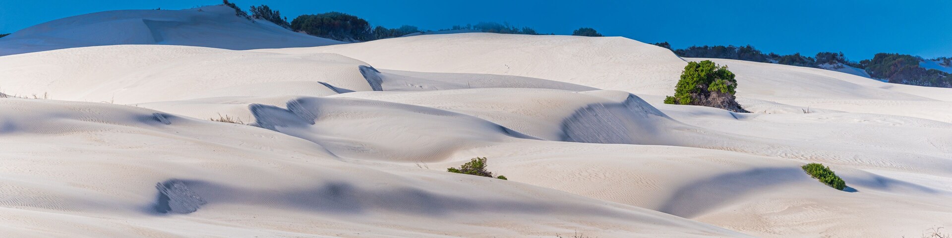 Paisaje desértico con dunas ondulantes y vegetación escasa.
