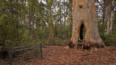 Walk through tree at Beedelup Falls in Greater Beedelup National Park at Pemberton, Western Australia, Australia