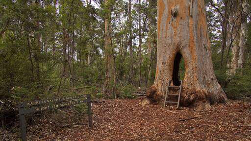 Walk through tree at Beedelup Falls in Greater Beedelup National Park at Pemberton, Western Australia, Australia