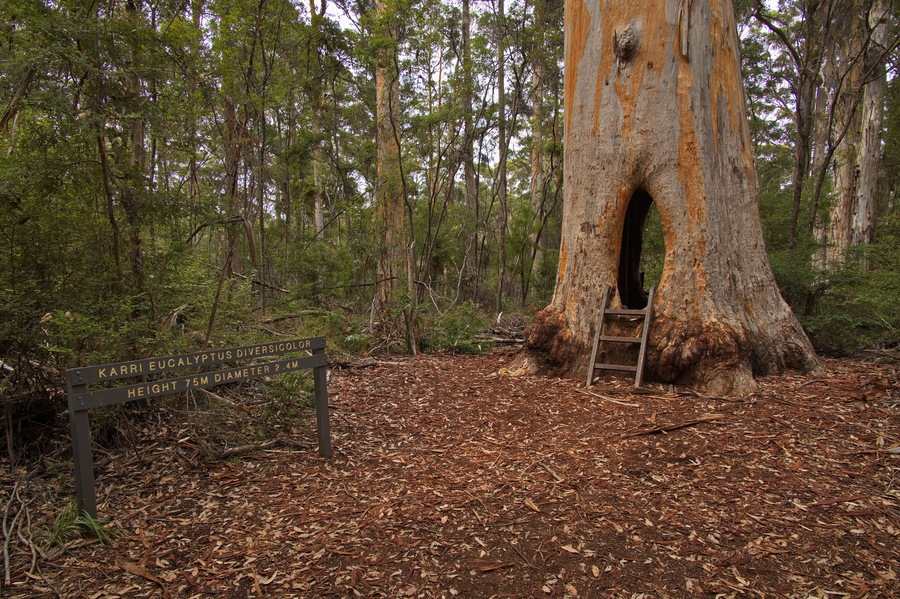 Walk through tree at Beedelup Falls in Greater Beedelup National Park at Pemberton, Western Australia, Australia
