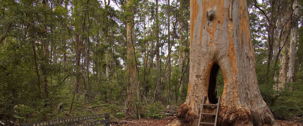 A large eucalyptus tree with a hollow, a sign indicating its height and diameter, and a ladder leading into the hollow.