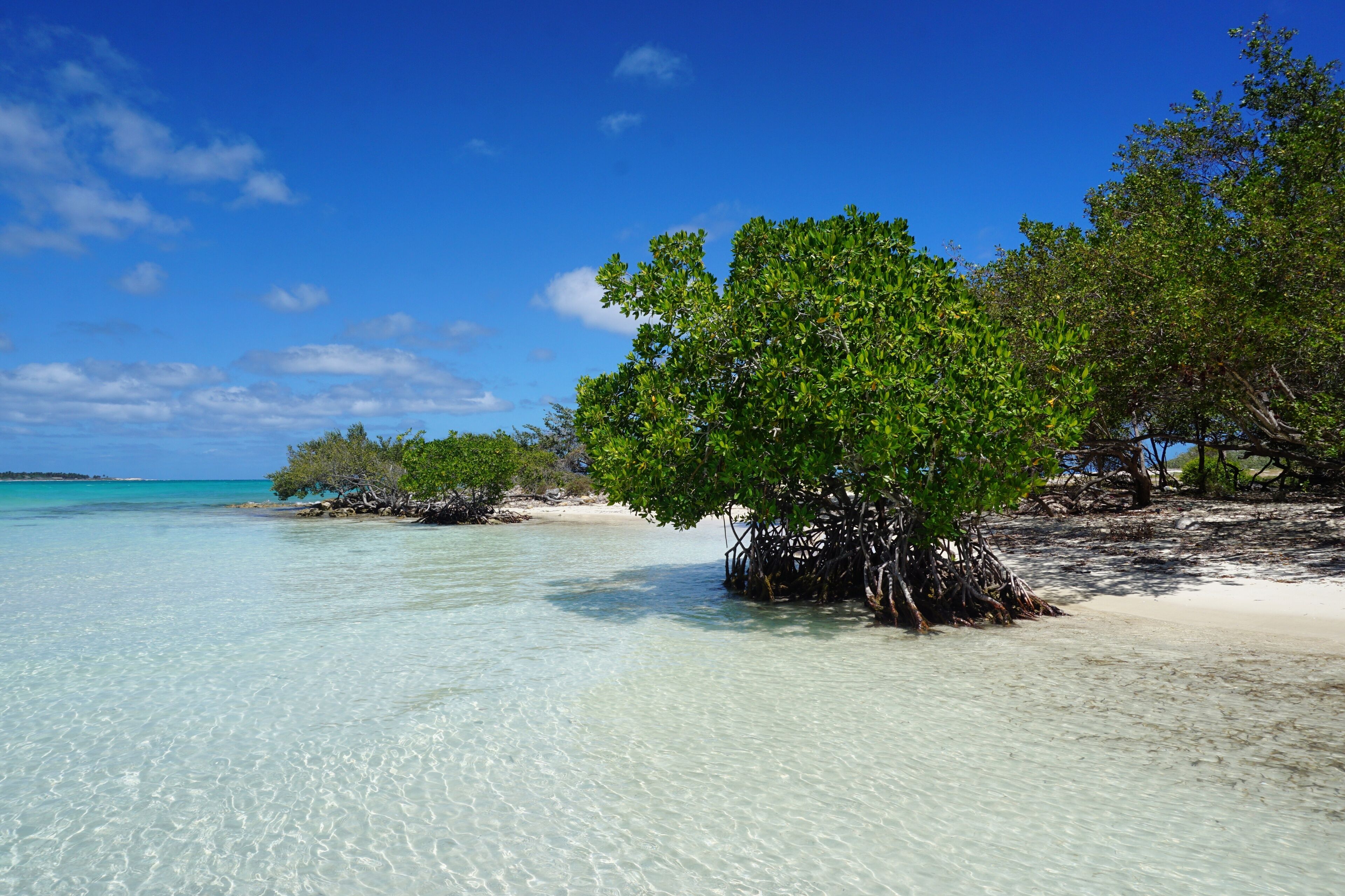 A clear turquoise sea, a sandy beach, and mangrove trees.