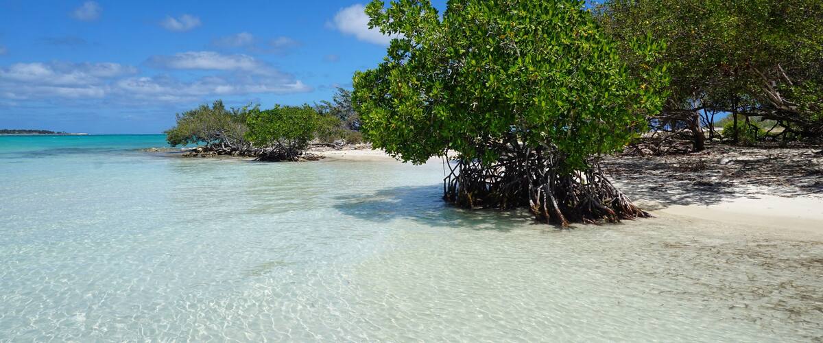 A clear turquoise sea, a sandy beach, and mangrove trees.