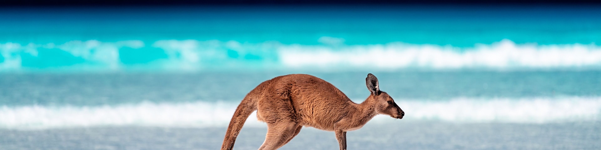 Kangaroo hopping / jumping mid air on sand near the surf on the beach at Lucky Bay, Cape Le Grand National Park, Esperance, Western Australia