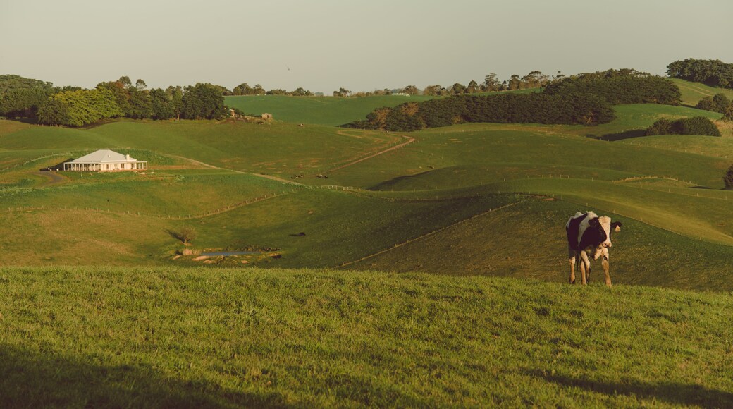 Lone Cow on Rolling Green Pasture