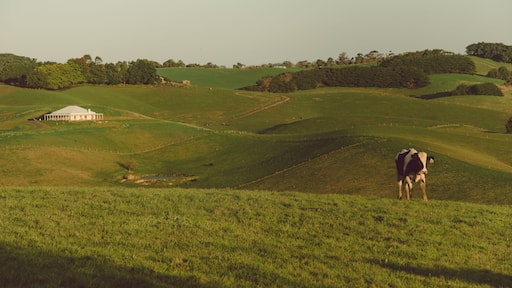 Lone Cow on Rolling Green Pasture