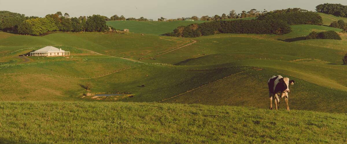 A green field with a white building and a cow.