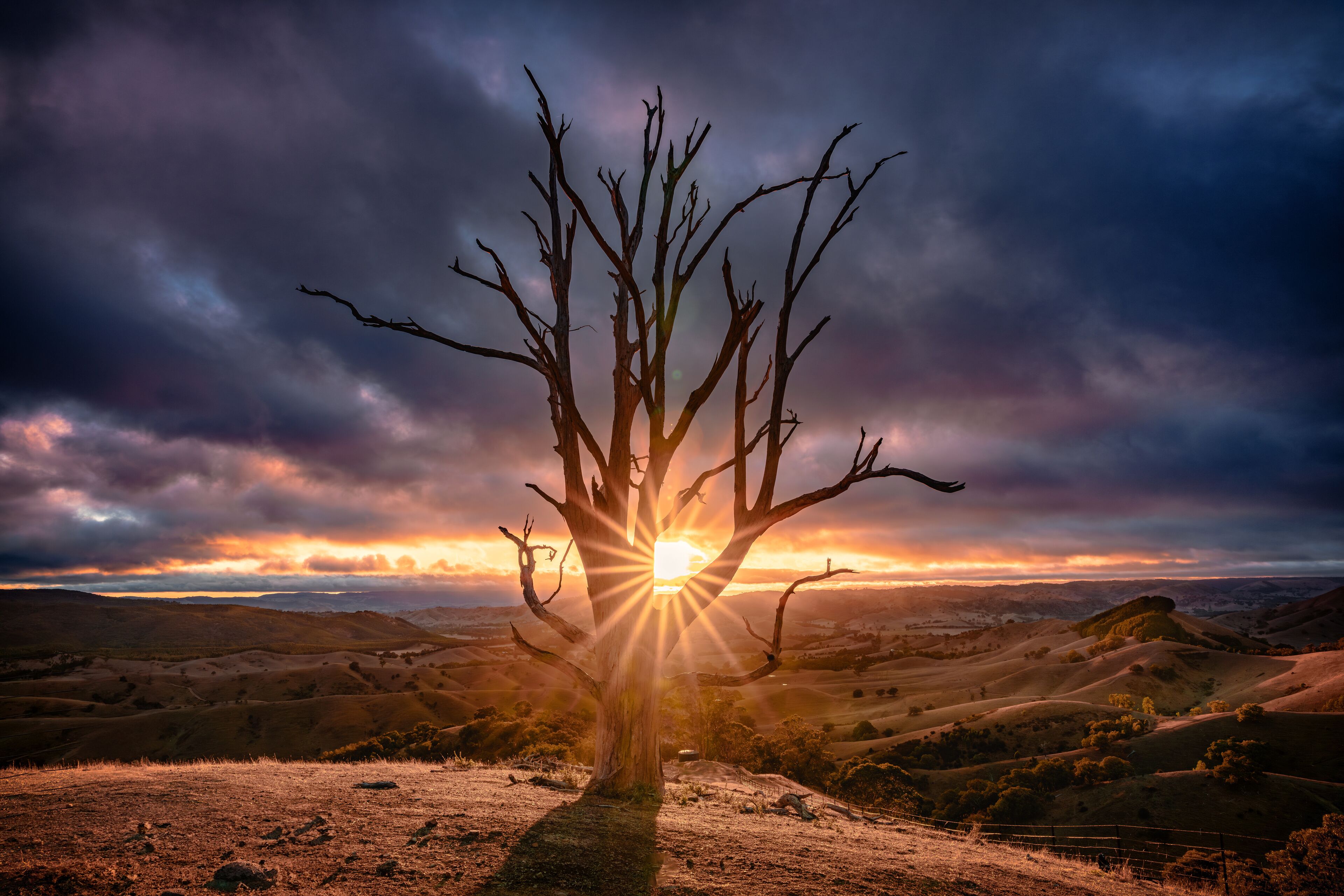 Sunlight bursting through a lone bare tree with a stunning starburst effect at sunrise at Hang's Tree in regional Victoria, Australia
