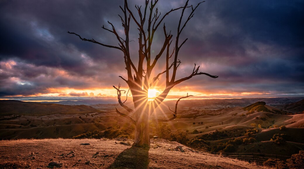 Sunlight bursting through a lone bare tree with a stunning starburst effect at sunrise at Hang's Tree in regional Victoria, Australia
