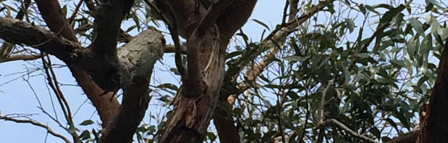 Un árbol de ramas retorcidas y hojas verdes contra un cielo despejado.