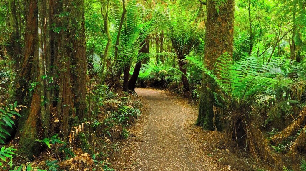 Standard affair when traversing through the Otways; remarkable scenery everywhere you look...