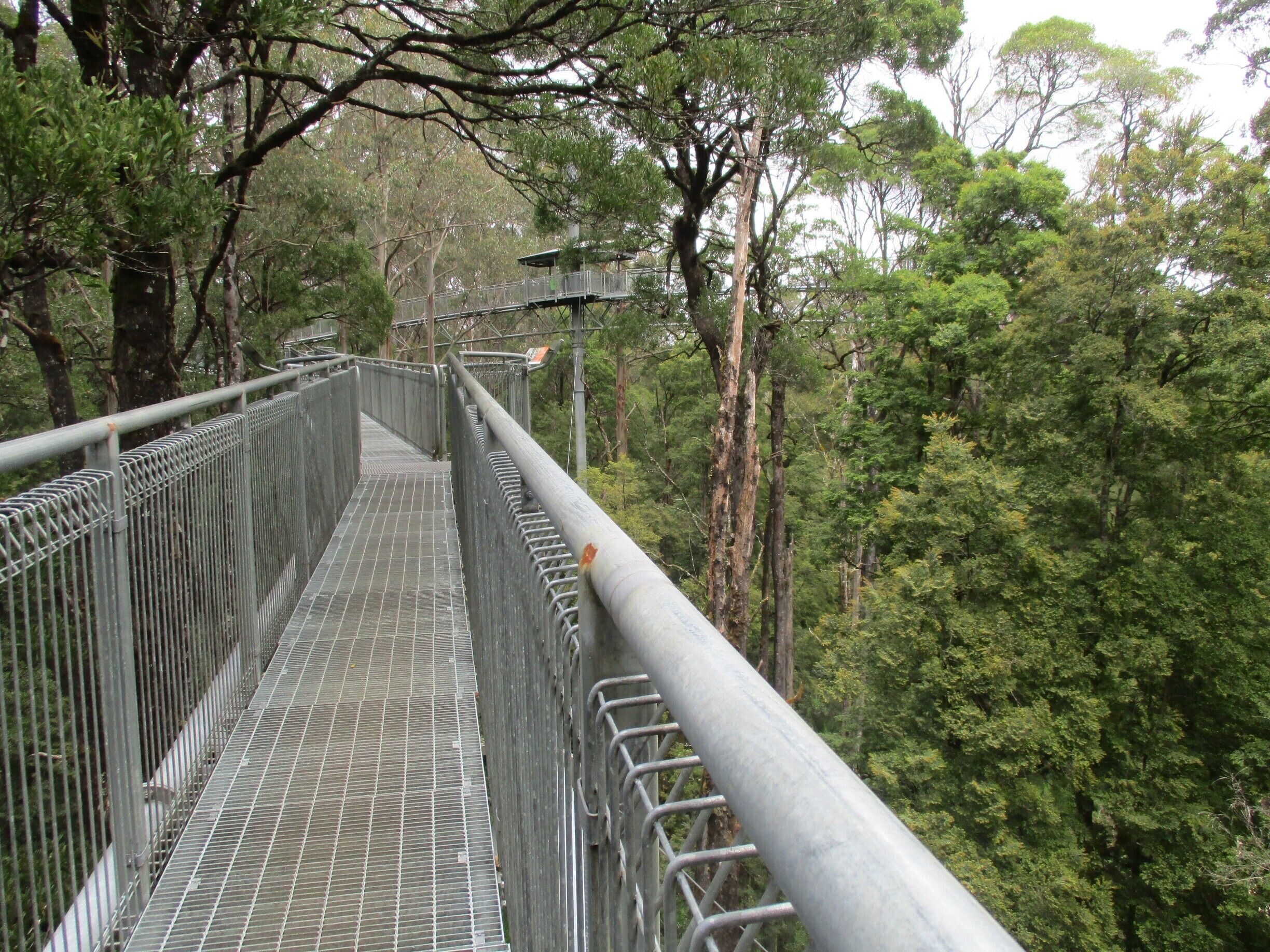 Where you can go for a walk between the trees and go ziplining.